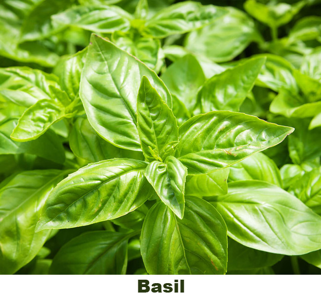 basil edible landscaping plant