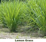 insect repelling plants
