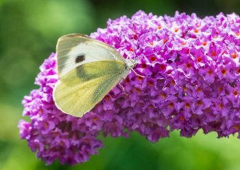 Buddleja Davidii