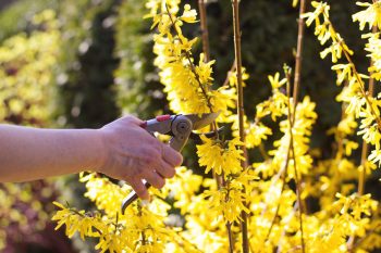 Forsythia shrub