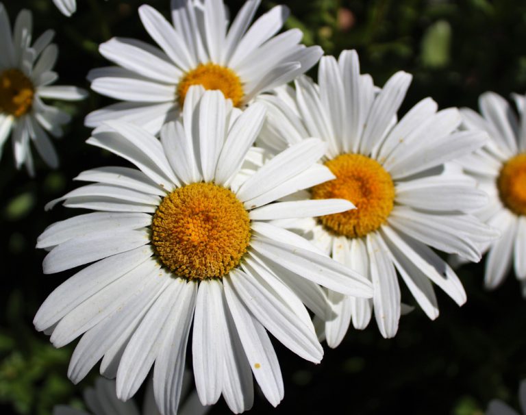 Shasta Daisies