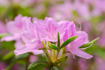 landscaping services