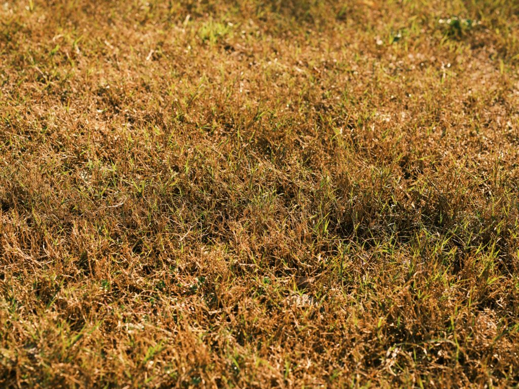 revive a dormant lawn