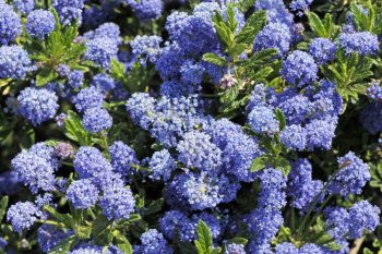 Ceanothus griseus