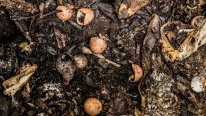 compost - lawn care tip