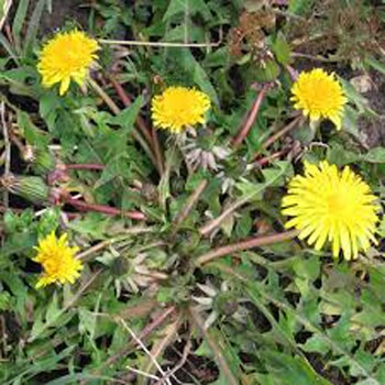 dandelion weeds