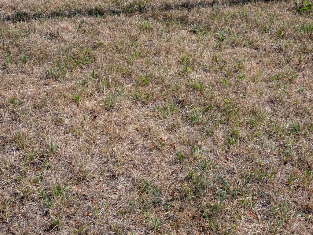dormant lawn