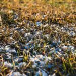 dead or dormant lawn