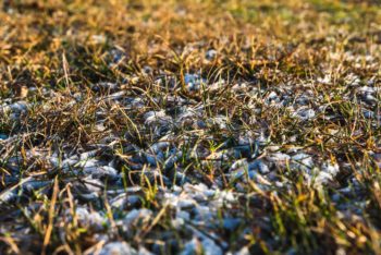 dead or dormant lawn