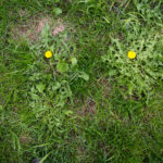 how to rid weeds from lawn