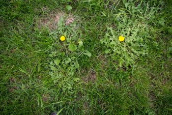 how to rid weeds from lawn