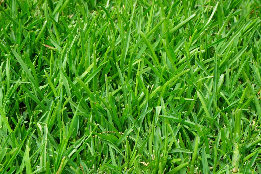 how to get grass thick and green