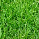 how to get grass thick and green