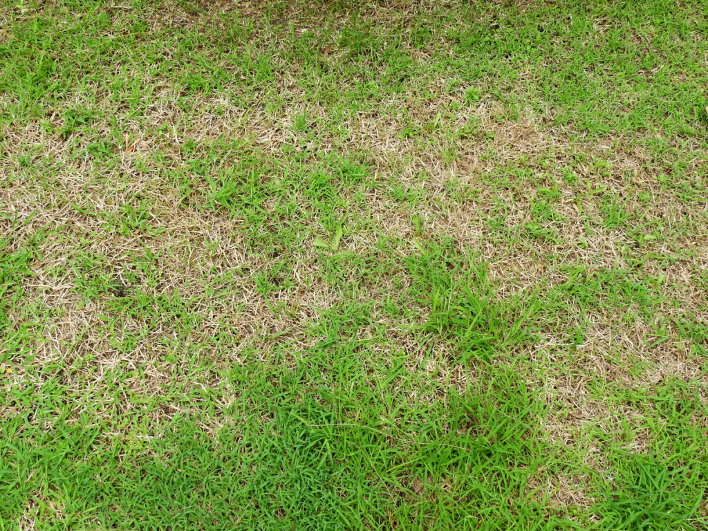 heat stressed lawn