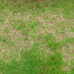 heat stressed lawn