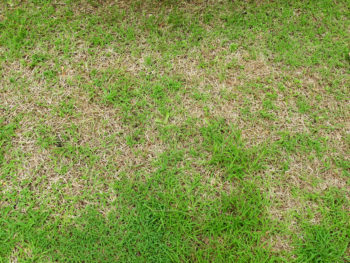 heat stressed lawn