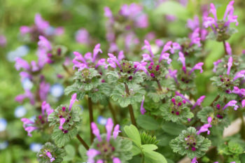 Henbit