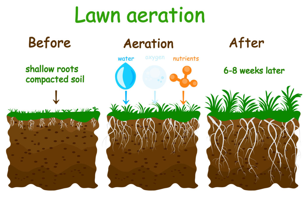 lawn aeration