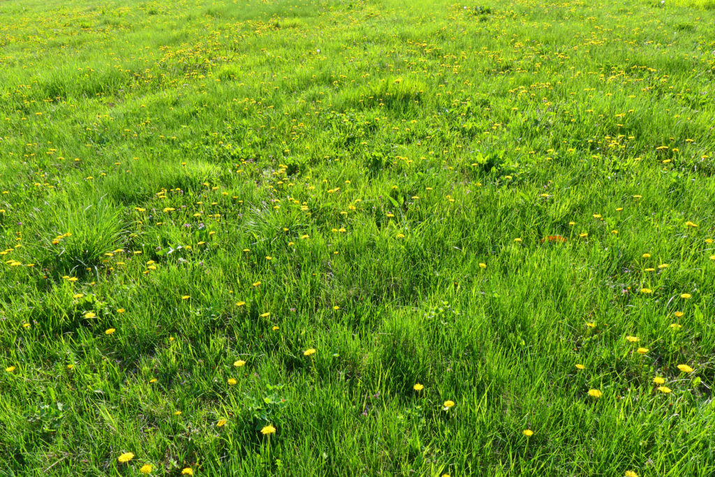 why does my lawn look so bad