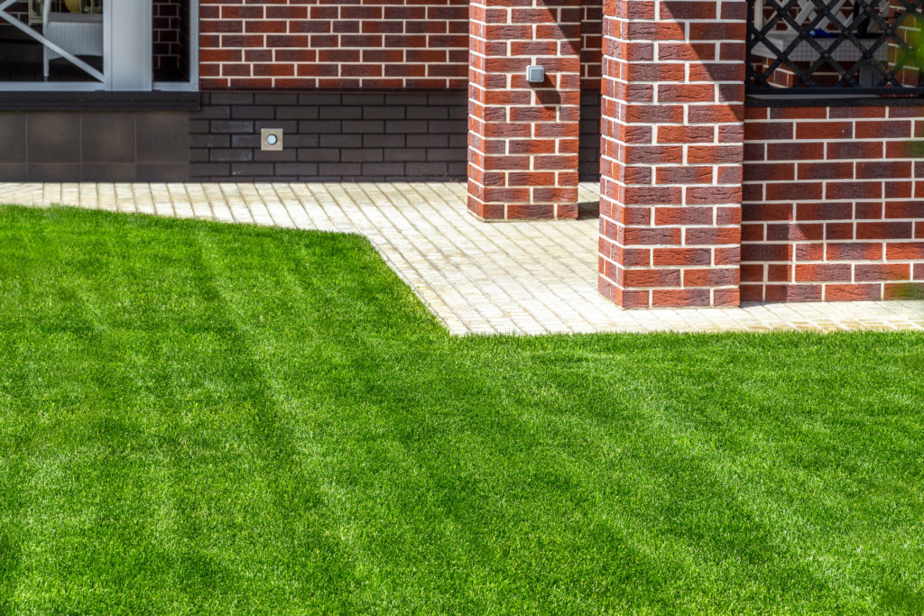 get thick green grass