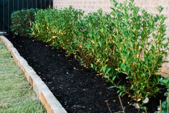 mulch for weed control