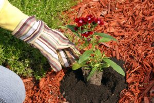 flower-bed landscaping-mulching-coppell-texas