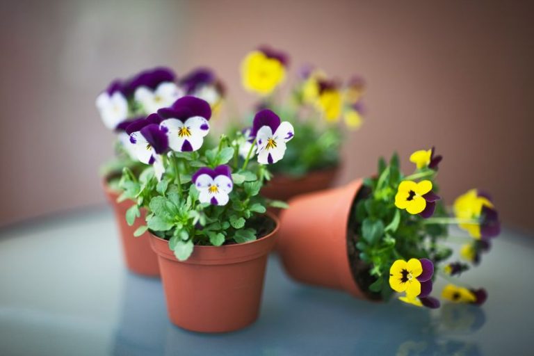 pansies in pots