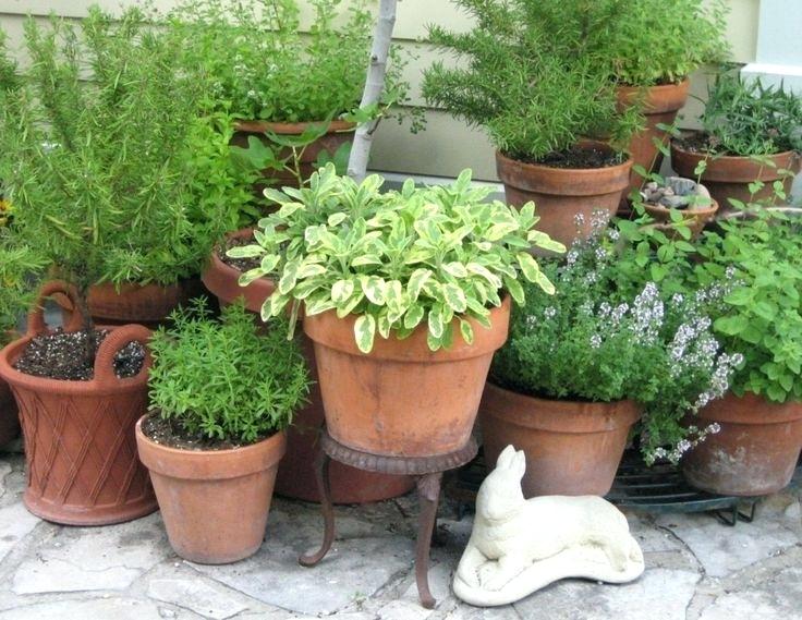 Best Outdoor Potted Plants In Full Sun, What Are The Best Outdoor Potted Plants