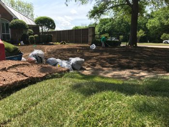 The process of placing or installing sad grass in a yard.