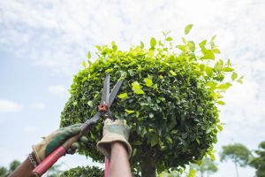 Trimming Bushes and Shrubs