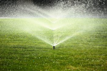 watering new sod grass