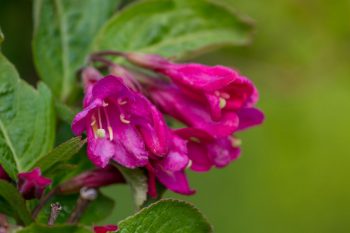 weigela heat tolerant shrub