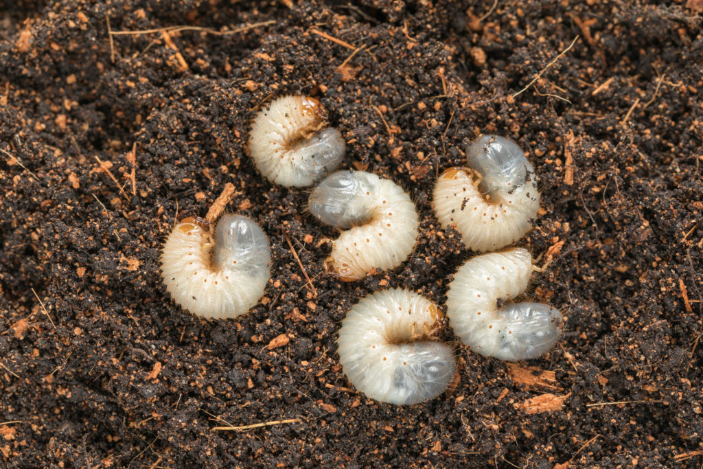 white lawn grubs