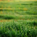 why does my grass grow in clumps