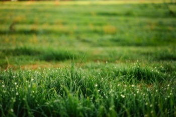 why does my grass grow in clumps