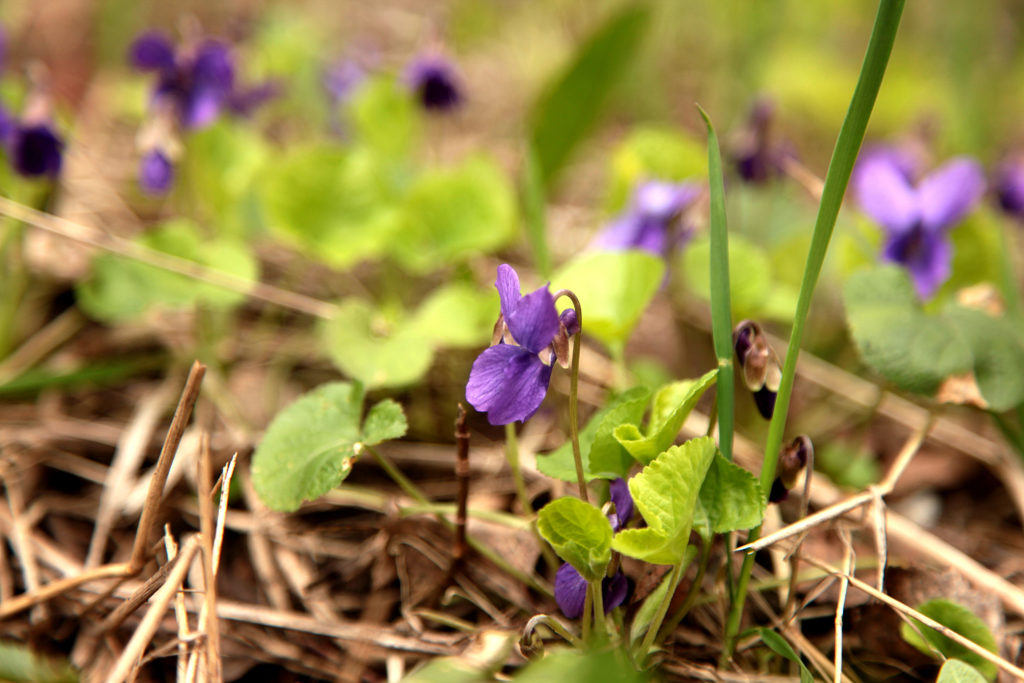 wild violet in lawn