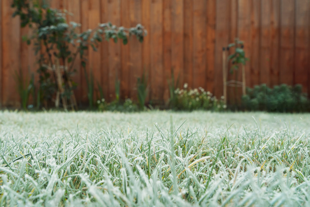 winter lawn myths