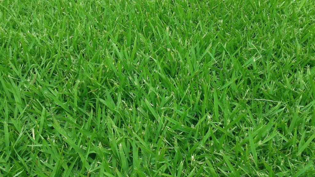 why does my grass grow in clumps